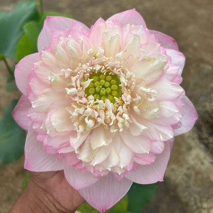 Rare Chandni Lotus Tuber(Pack of 1)