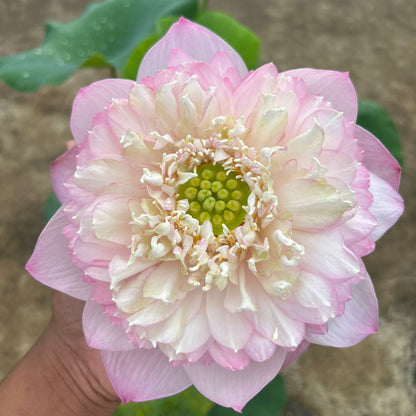 Rare Chandni Lotus Tuber(Pack of 1)