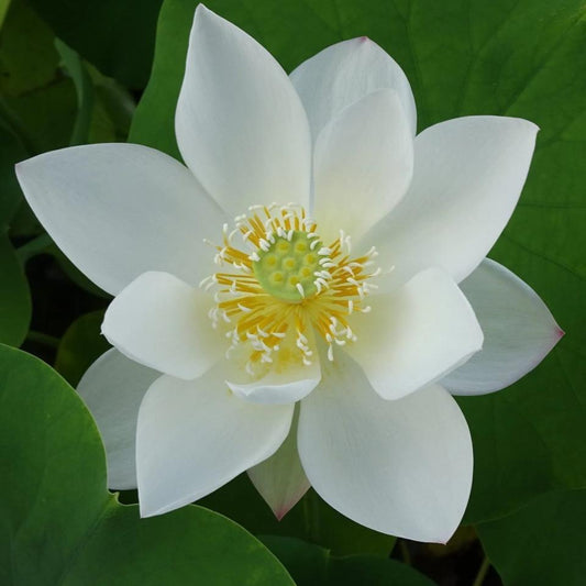 Forener white lotus flower Tuber