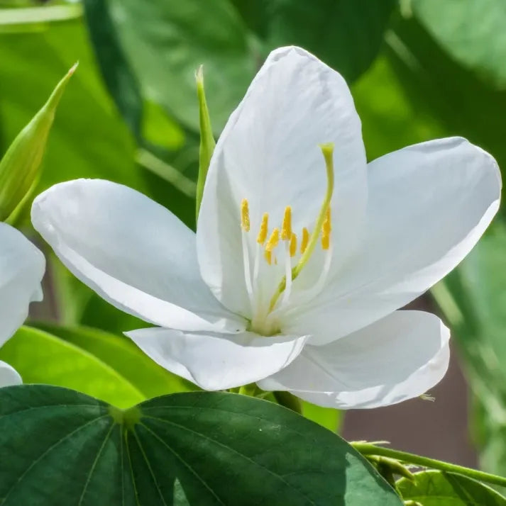 Bauhinia acuminata (Kanchan) Flower Plant- Yellow(Pack of 1)