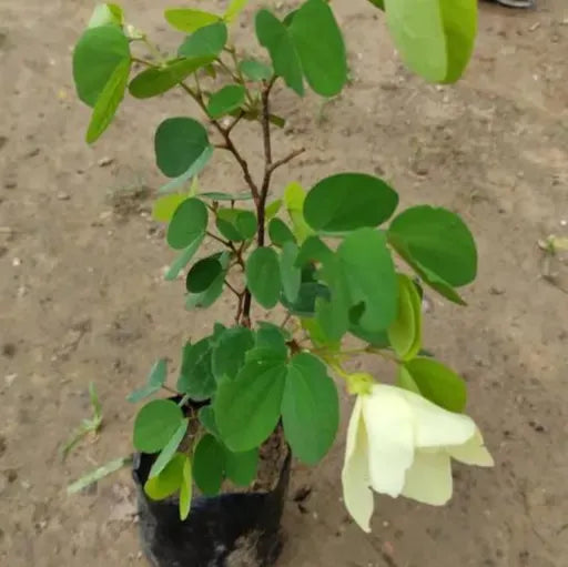 Bauhinia acuminata (Kanchan) Flower Plant- Yellow(Pack of 1)