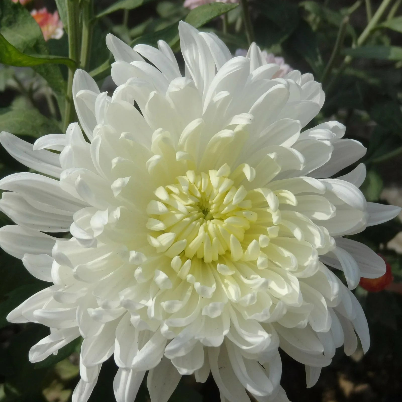 Chrysanthemum (Chandramallika) Flower Plant(Pack of 1)
