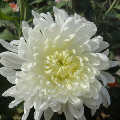 Chrysanthemum (Chandramallika) Flower Plant(Pack of 1)