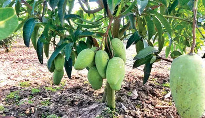 Katimon Mango Fruit Plant (Grafted)