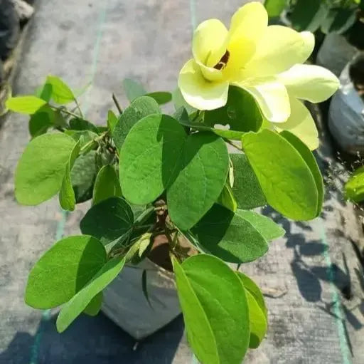 Bauhinia acuminata (Kanchan) Flower Plant- Yellow(Pack of 1)