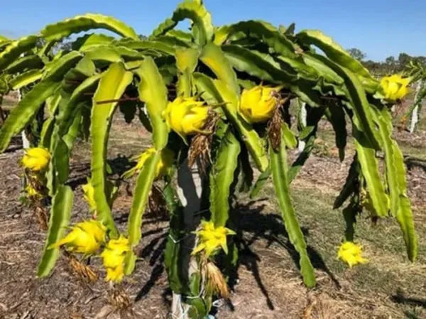 Yellow Colour  Dragon Fruit Plant - Naturemart.online