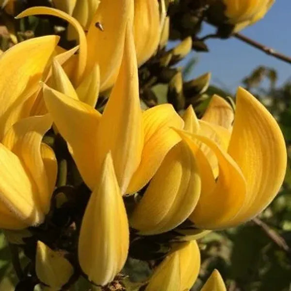 Yellow Palash Grafting Flowers Plant - Naturemart.online