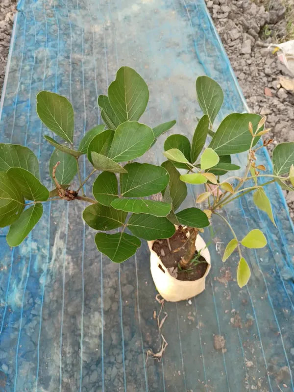 Yellow Palash Grafting Flowers Plant - Naturemart.online