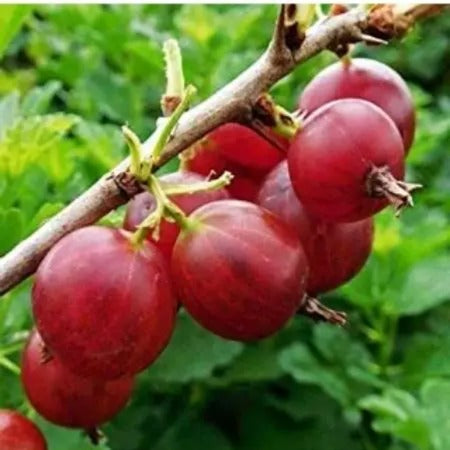 RED AMLA( Grafted )FRUIT PLANT