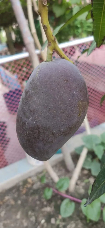 Kasturi Black Mango