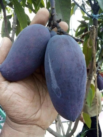 Kasturi Black Mango