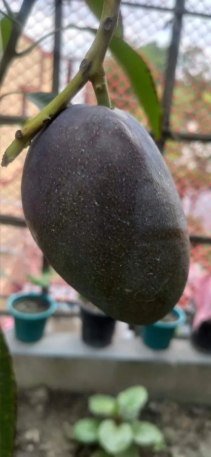 Kasturi Black Mango