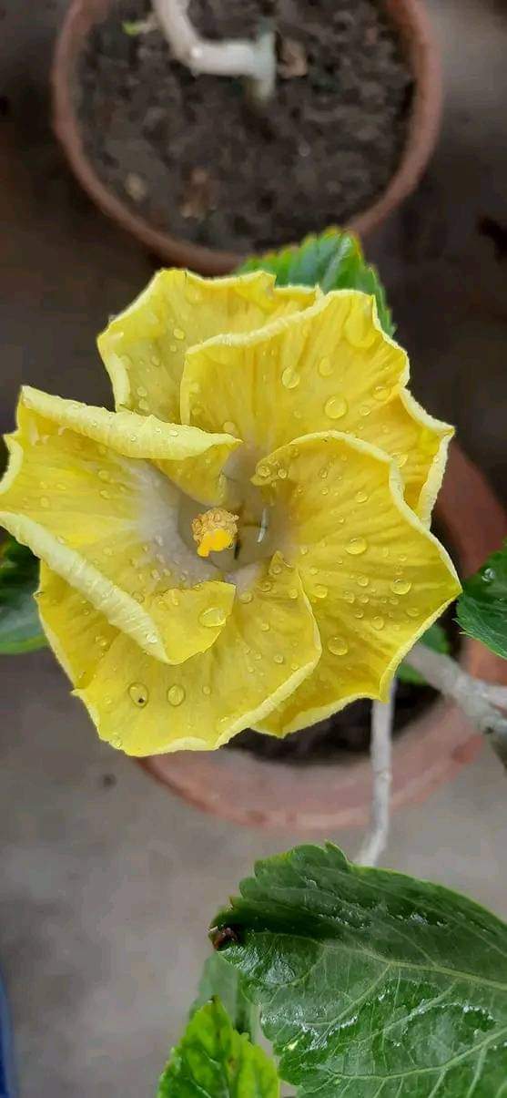 Austrelian Hibiscus Plant For Home Gardening