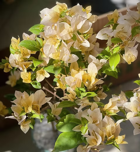 Suvarna Bougainvillea flower plant