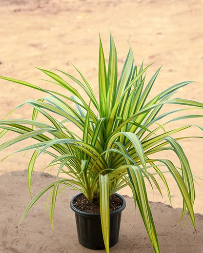 Spider Plant