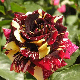 Abracadabra Rose Flower Plant - Naturemart.online