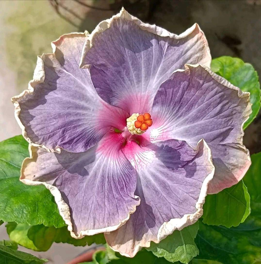 Hybrid American Hibiscus Flower Plant