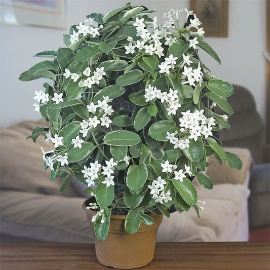 Madagascar Jasmine Flower Plant