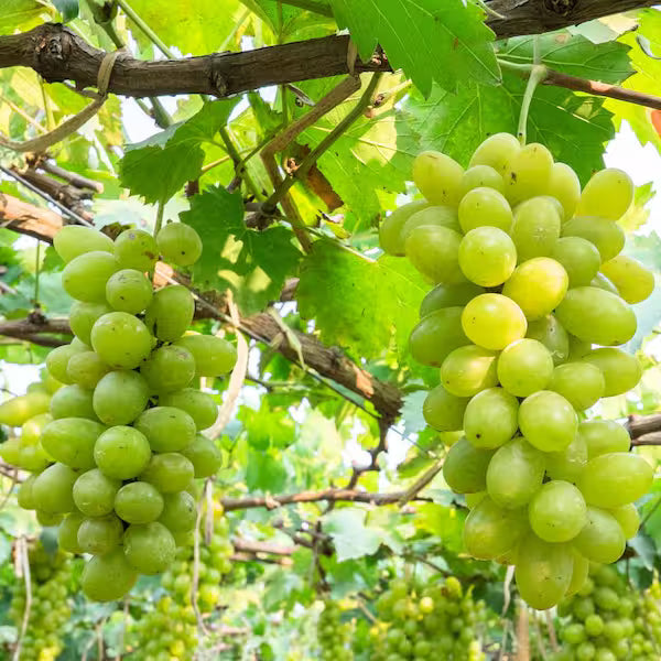 Cotton Candy grape vines fruit plant