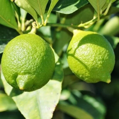 All Time Kagaji Lemon Plant - Naturemart.online