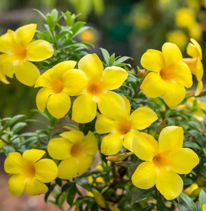 Allamanda Flowers Plant-Yellow Colour - Naturemart.online