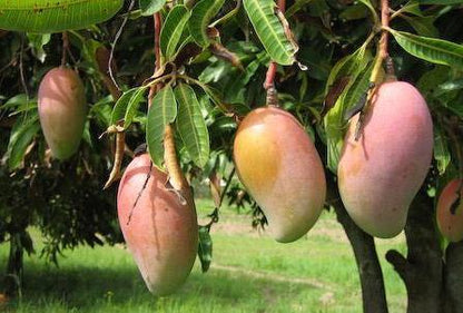 Amrapalli Mango Fruit Plant (Grafted) - Naturemart.online