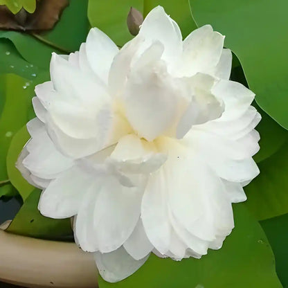 Amery Camellia Lotus - Tuber