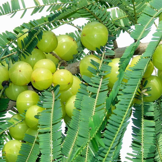 Amla (Grafted)- Fruit Plants