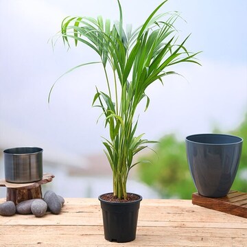 Areca Palm Plant For Home Gardening