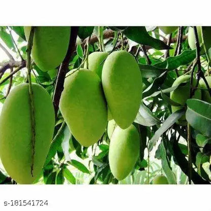 Chowsa Mango Fruit Plant (Grafted) - Naturemart.online