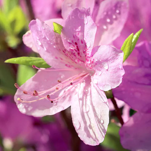 Azalea Flowers Plant For Gardening - Naturemart.online