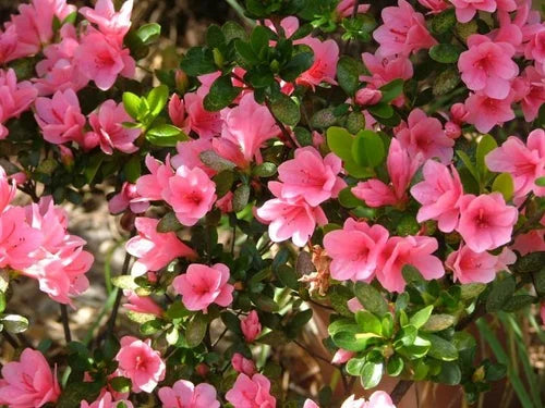 Azalea Flower Plant (Pink Colour) - Naturemart.online