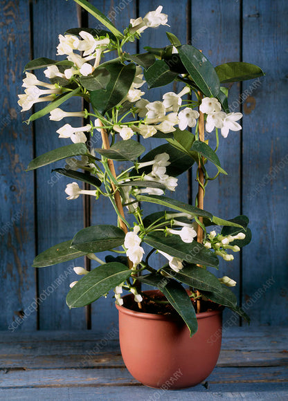 Madagascar Jasmine Flower Plant