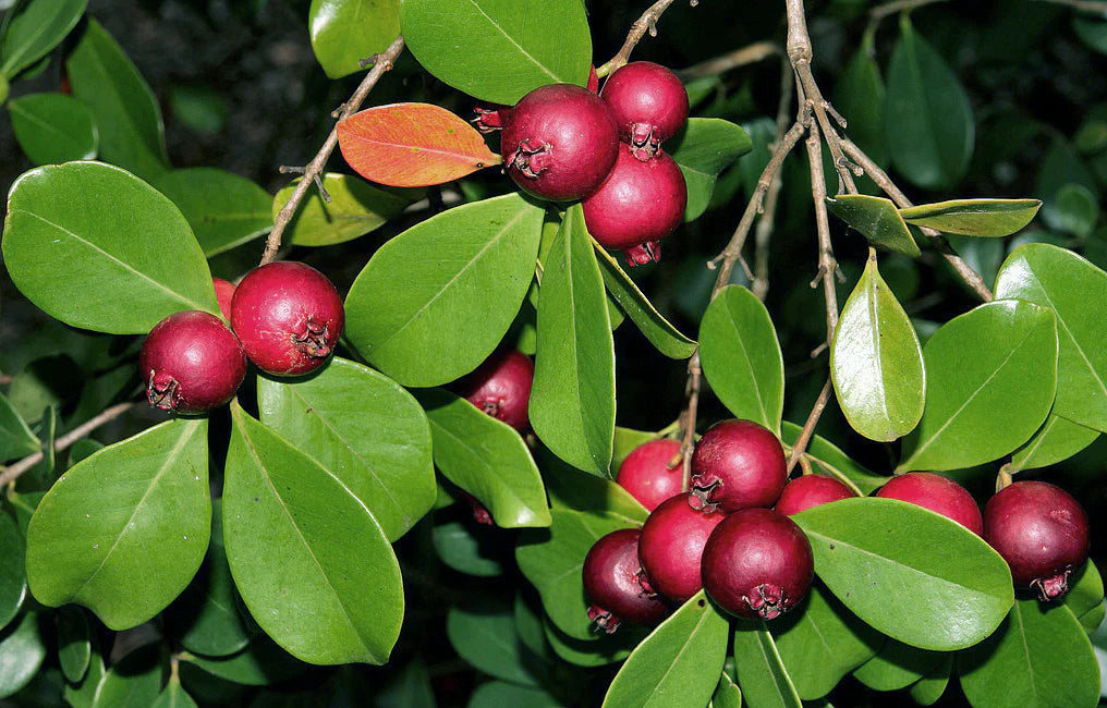 Red Strawberry Guava Fruit Plant - Naturemart.online