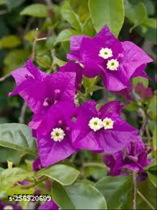 Bougainvillea (Purple) Colour Flower - Plant - Naturemart.online