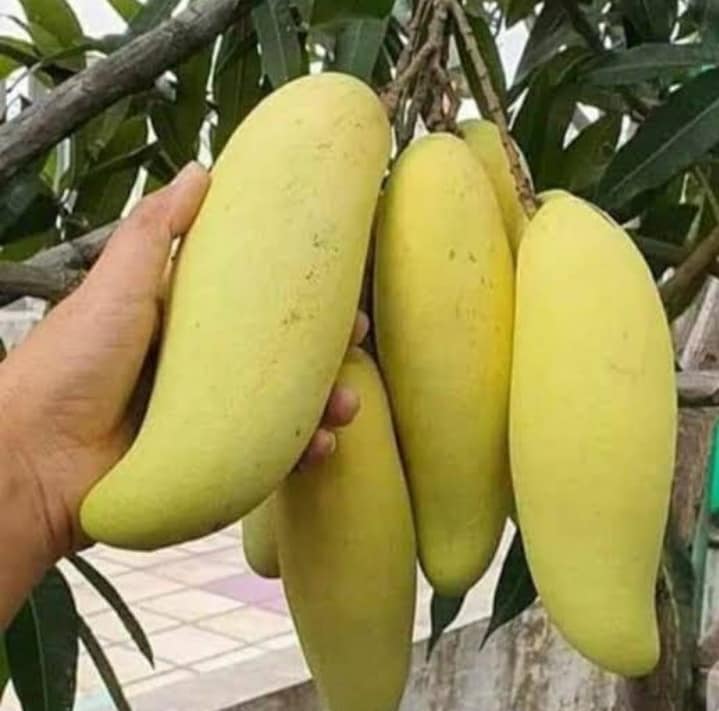 Banana Mango Fruit Plant-Grafted - Naturemart.online