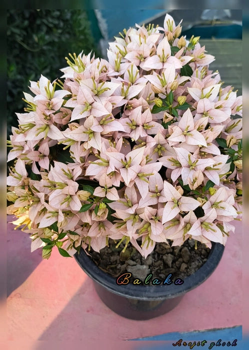 Balaka Bougainvillea flower plant