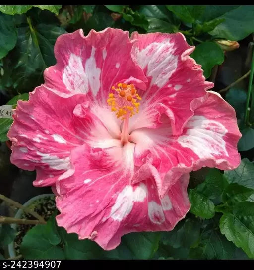 Hybrid Austrelian Hibiscus Flowers Plant - Naturemart.online