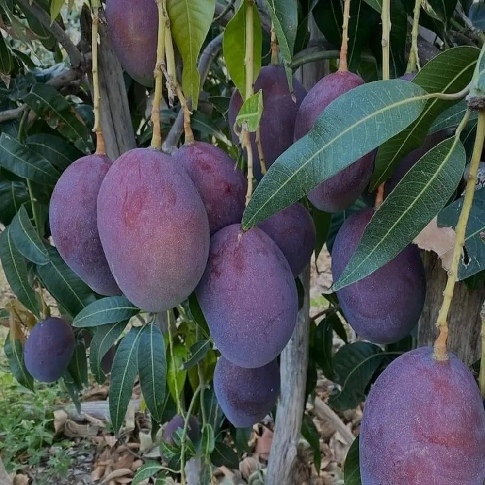 Black Stone Mango Plant-Grafted - Naturemart.online