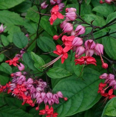 Bleeding Heart Vine Flower plant (Red) - Naturemart.online