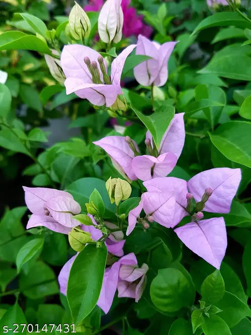 Bougainvallea Flowers Plant(Light Pink) - Naturemart.online