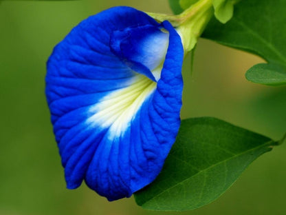 Aparajita  Flowering Plant(Blue)Colour - Naturemart.online