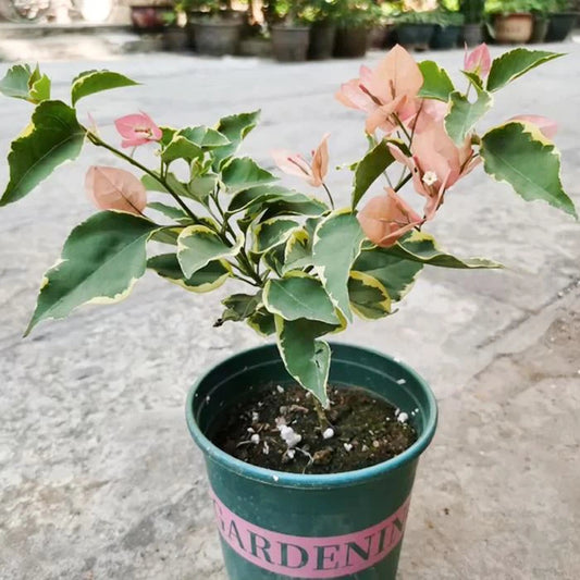 Emasperak Bougainvillea flower plant