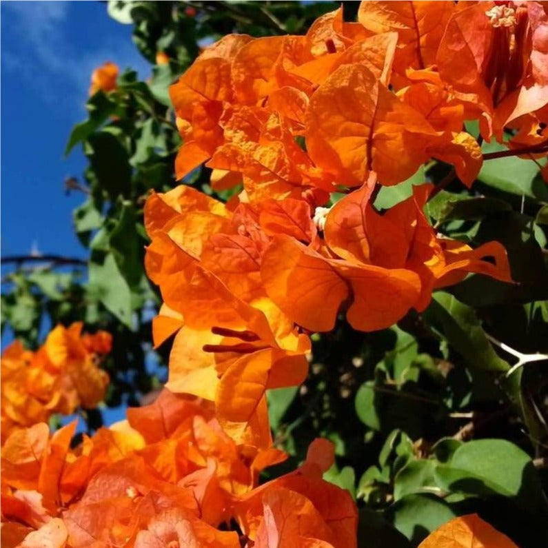 Bougainvillea Flower Plant Orange Plant - Naturemart.online