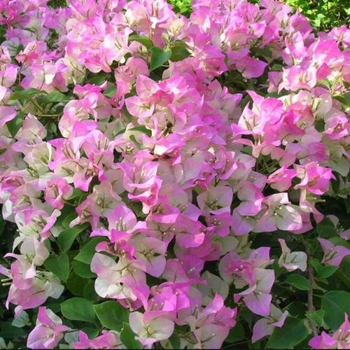 Bougainvillea Fowers Plant For Gardening - Naturemart.online