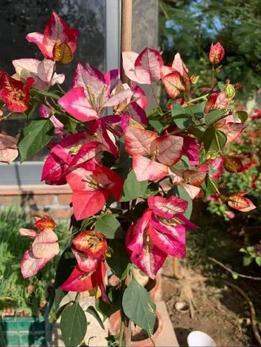 Bougainvillea Flowers Plant For Gardening - Naturemart.online