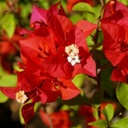 Flame red bougainvillea flowers plant