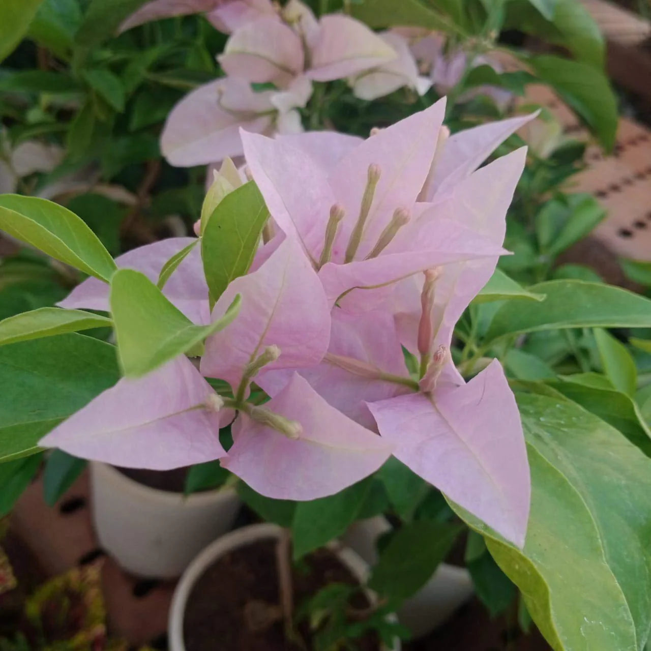 Bougainvallea Flowers Plant(Light Pink) - Naturemart.online