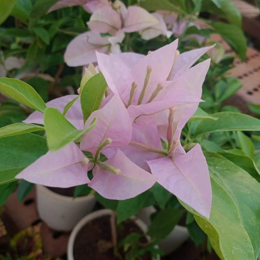 Bougainvallea Flowers Plant(Light Pink) - Naturemart.online