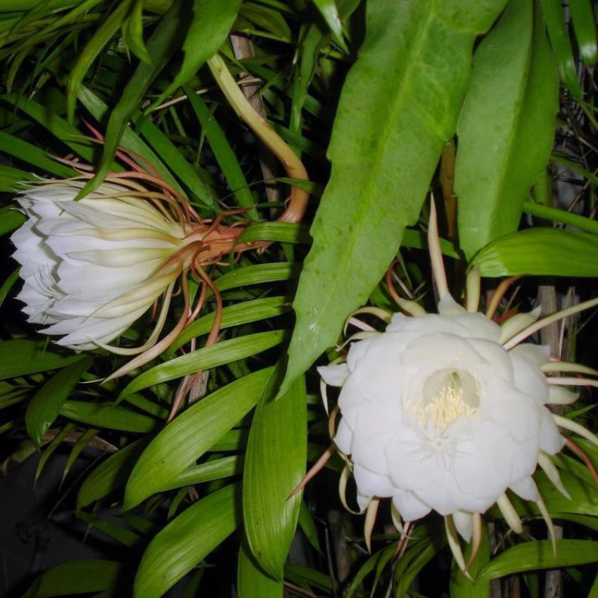 Brahma kamal/Night Queen Flower Plant - Naturemart.online